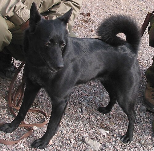 Seskar Seal Dog