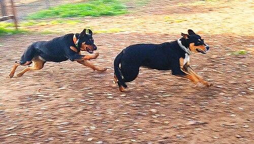 Shepweiler