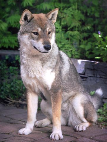 Shikoku Ken