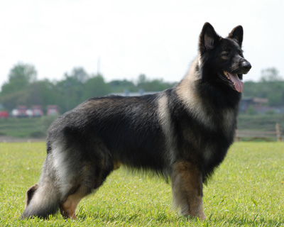Shiloh Shepherd