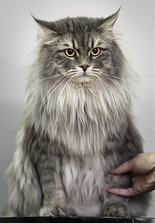 Siberian