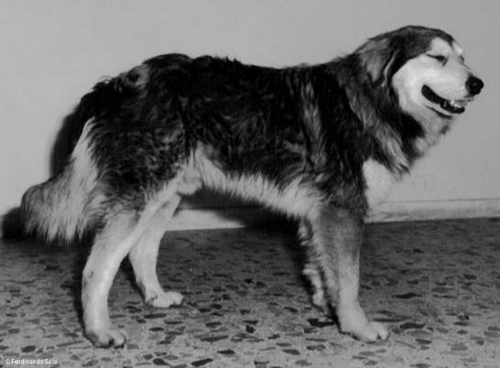 Sila Shepherd