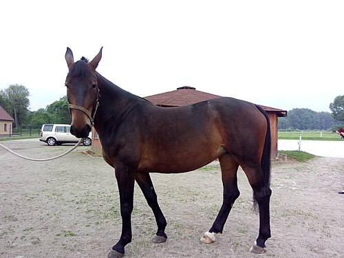 Silesian horse