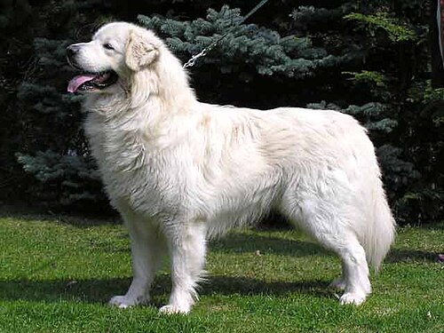 Slovak Cuvac