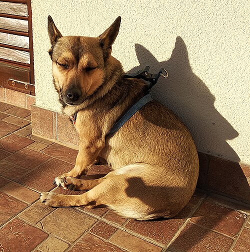 Small Međimurje Dog