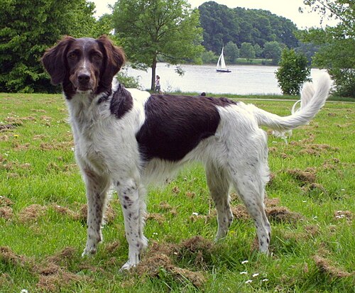 Small Münsterländer