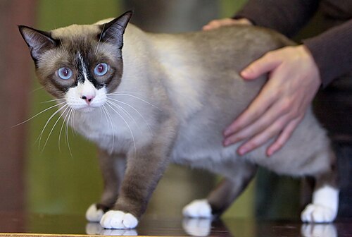 snowshoe