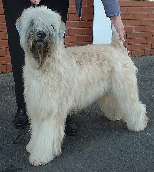 Soft-coated Wheaten Terrier