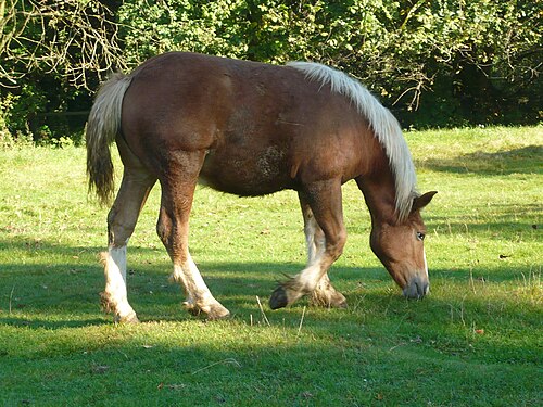 Sokolsky horse
