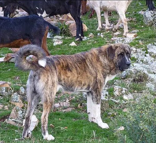 Spanish Mastiff