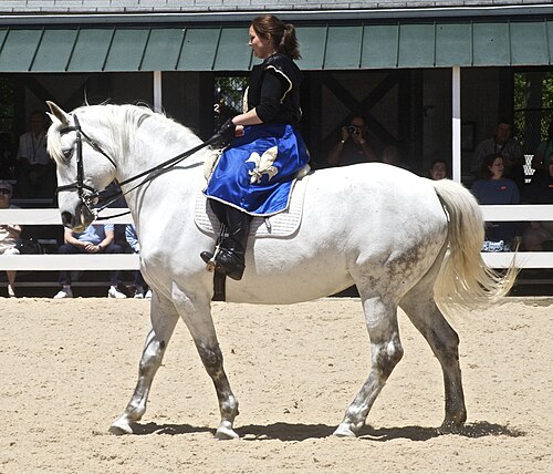 Spanish-Norman horse