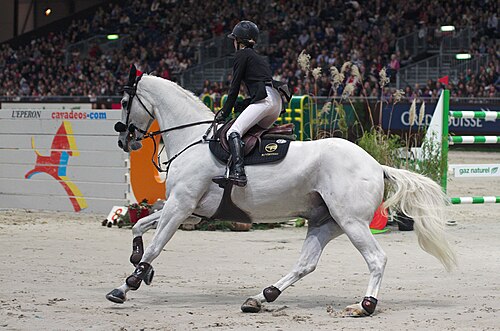 Spanish Sport Horse