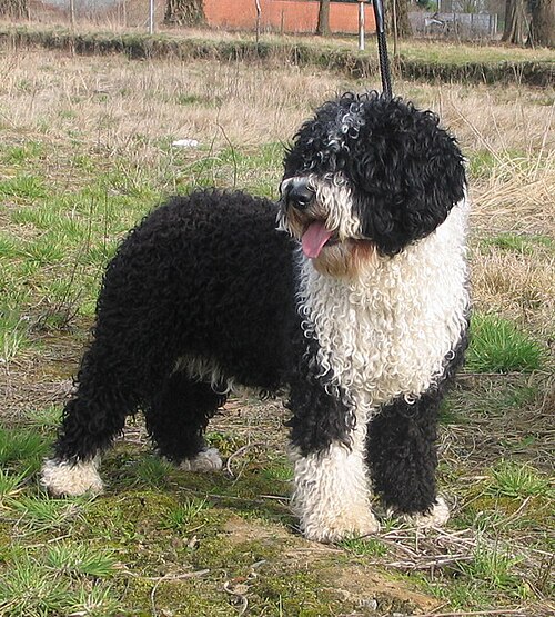 Spanish Water Dog