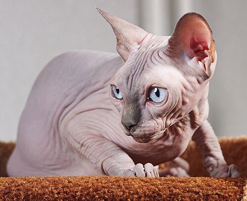 Sphynx