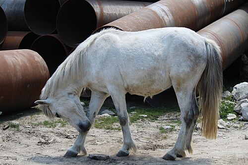 Spiti Horse
