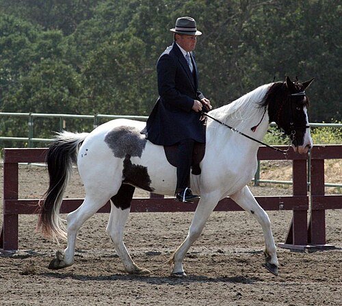 Spotted Saddle horse