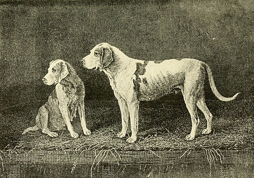 Staghound