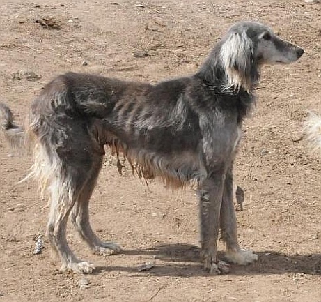 Taigan
