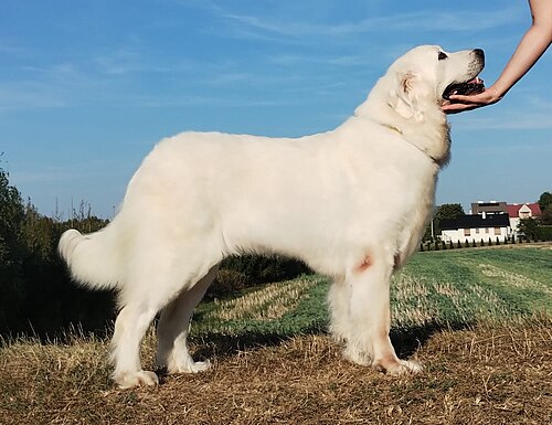 Tatra Shepherd Dog