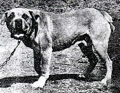 Terceira Mastiff