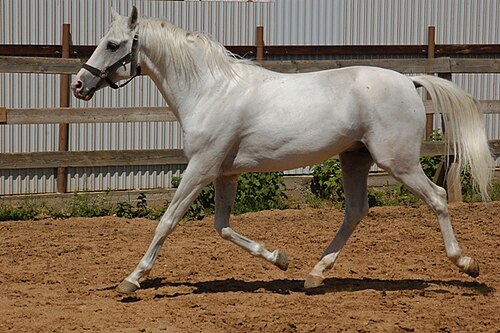 Tersk horse