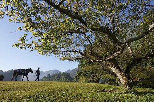 Thai Pony