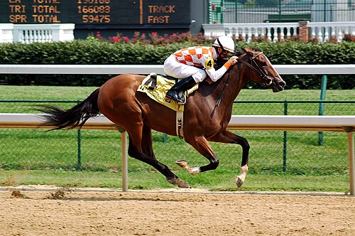 Thoroughbred