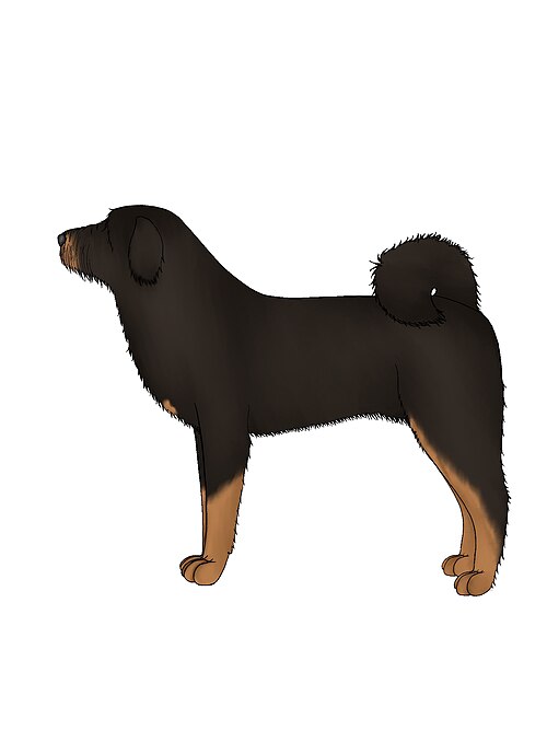 Tibetan kyi apso