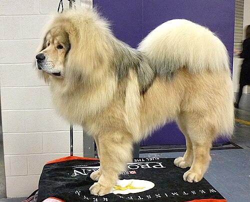 Tibetan Mastiff