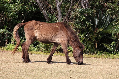 Tokara horse
