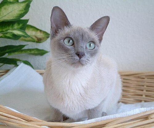 Tonkinese