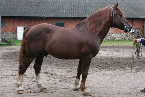 Tori horse