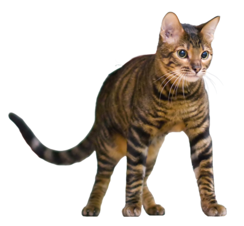 Toyger