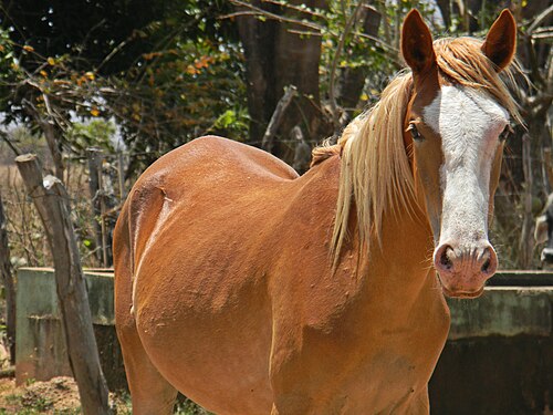 Venezuelan Criollo