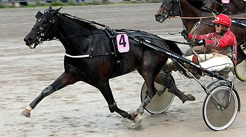 warmblood trotter