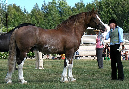 Welsh cob