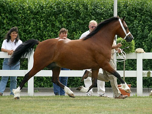 Welsh Pony of Cob Type