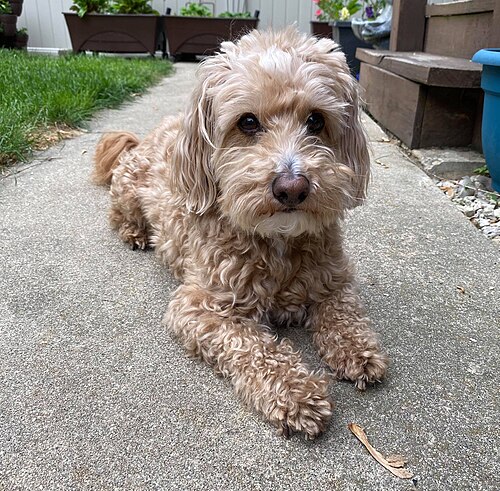 westiepoo