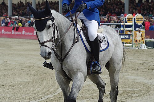 Westphalian horse
