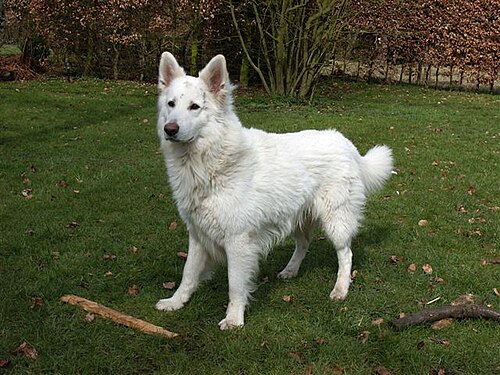 White Swiss Shepherd