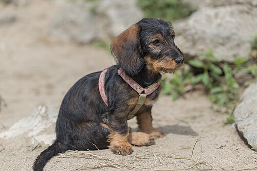 wire-haired dachshund
