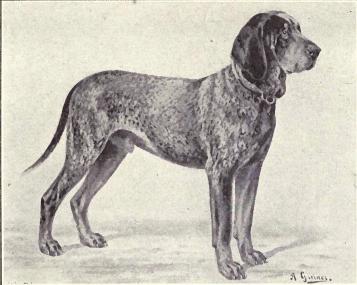 Wurttemberg Pointer
