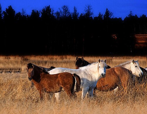 Yakutian horse