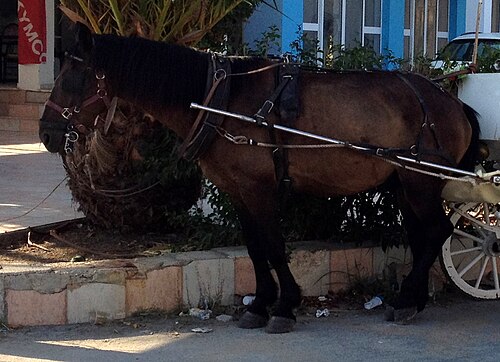 Zanthe horse
