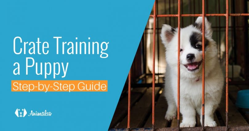 8 Steps To Crate Train A Puppy Fast Complete Guide