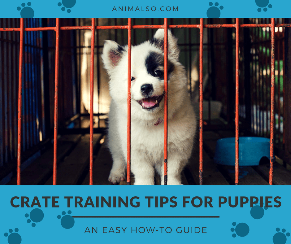 8 Steps To Crate Train a Puppy Fast Guide)