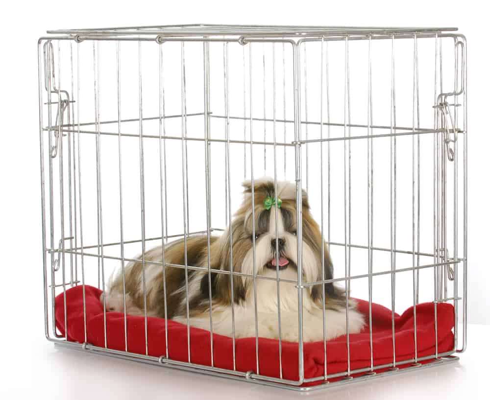 dog in a crate - purebred shih tzu puppy on white background