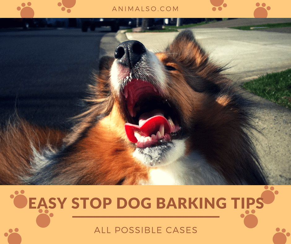 Image showcasing Easy Stop Dog Barking Tips (All Possible Cases) - Animalso
