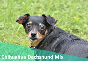 Chihuahua Dachshund Mix also known as Chiweenie or Dachshund Chihuahua Mix