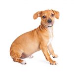 Cute mixed Chihuahua and Dachshund crossbreed dog sitting to side over white